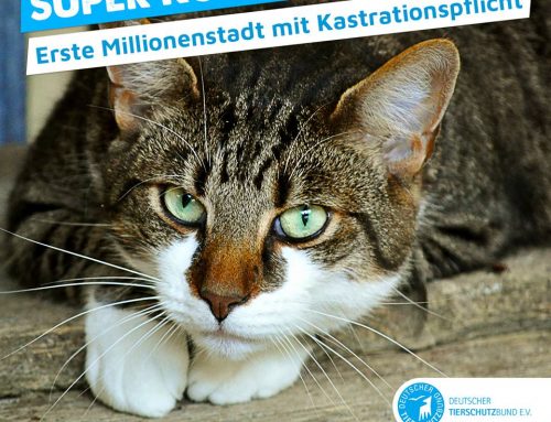 Katzenschutz-Verordnung