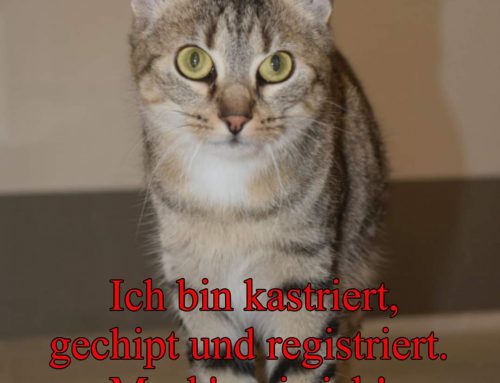 Katzenschutzverordnung, informieren Sie sich