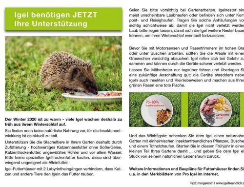 Igel benötigen jetzt ihre Unterstützung