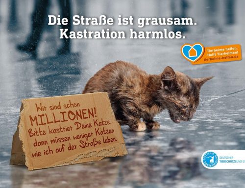 Kastration hilft gegen das Elend auf der Straße